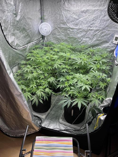 ethos/exotic/growers choice seeds. Week 10