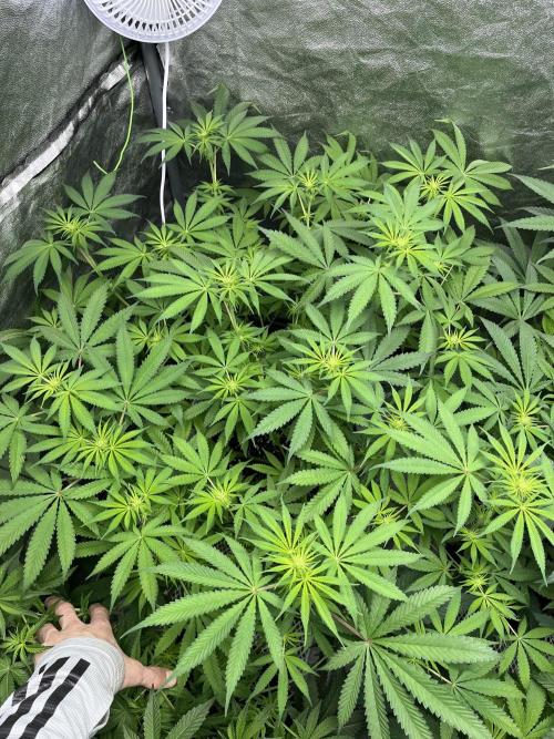 ethos/exotic/growers choice seeds. Week 10 - Oreoz