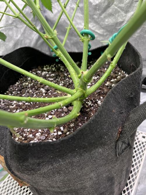 ethos/exotic/growers choice seeds. Week 10 - Oreoz stem