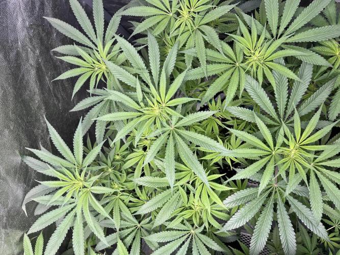 ethos/exotic/growers choice seeds. Week 10 - Big grape
