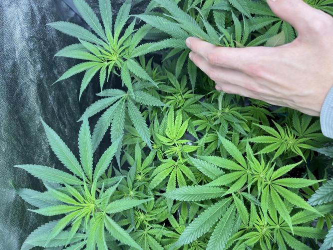 ethos/exotic/growers choice seeds. Week 10