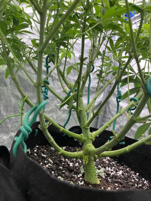 ethos/exotic/growers choice seeds. Week 10 - Big grape stem