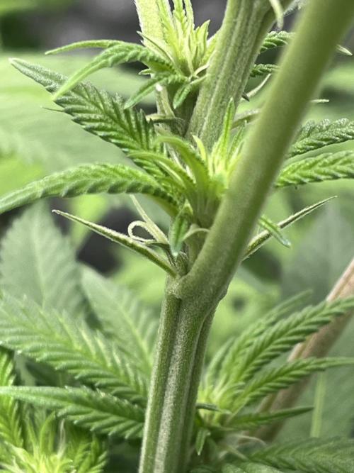 ethos/exotic/growers choice seeds. Week 10 - Female