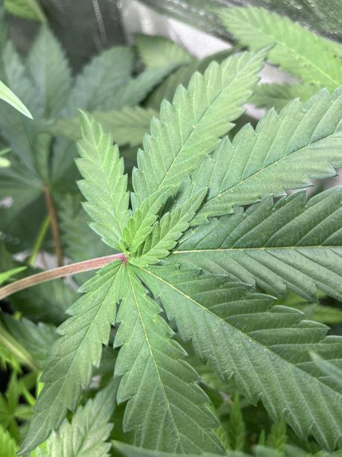 ethos/exotic/growers choice seeds. Week 10 - Double leafs on leaf