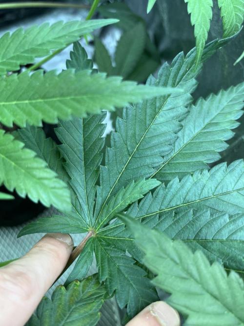 ethos/exotic/growers choice seeds. Week 10