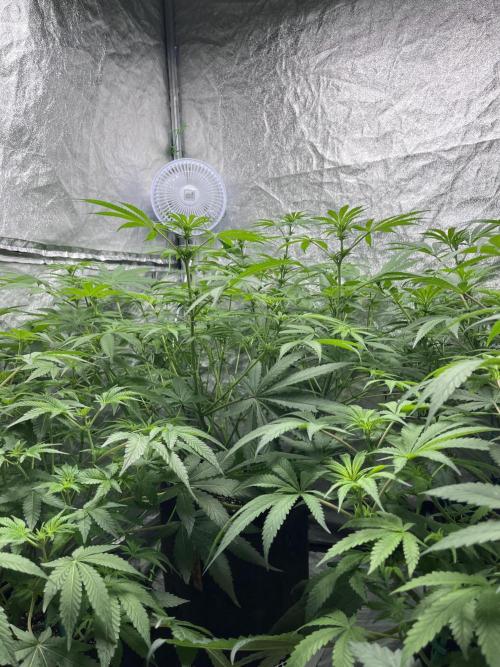 ethos/exotic/growers choice seeds. Week 10