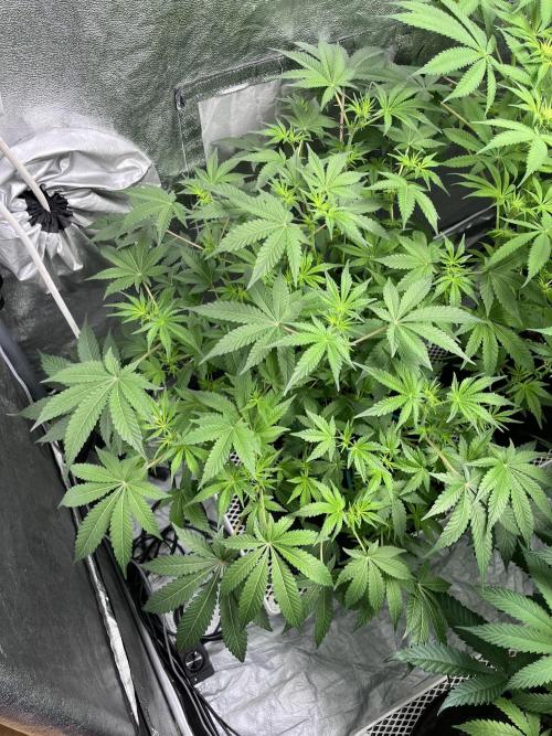 ethos/exotic/growers choice seeds. Week 10 - Sha-boink