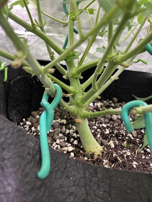 ethos/exotic/growers choice seeds. Week 10 - Sha-boink stem