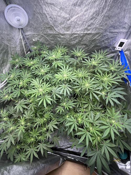 ethos/exotic/growers choice seeds. Week 11