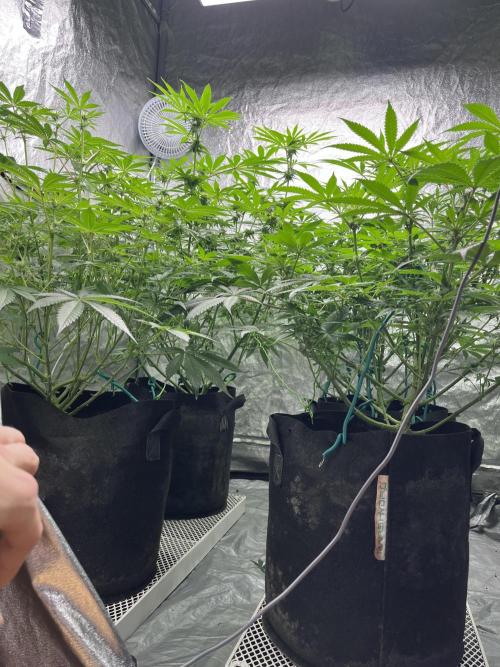 ethos/exotic/growers choice seeds. Week 11