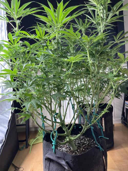 ethos/exotic/growers choice seeds. Week 11 - Bigger grape