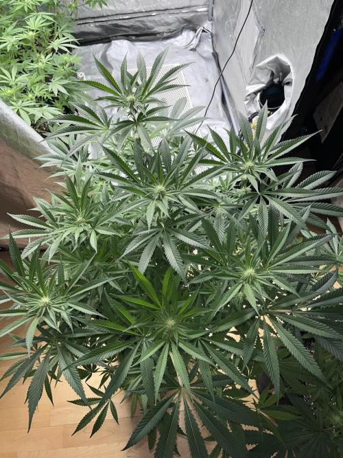ethos/exotic/growers choice seeds. Week 11