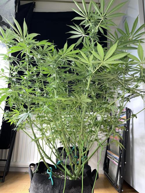 ethos/exotic/growers choice seeds. Week 11 - Oreoz