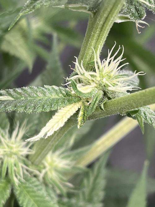 ethos/exotic/growers choice seeds. Week 11 - Albino :D