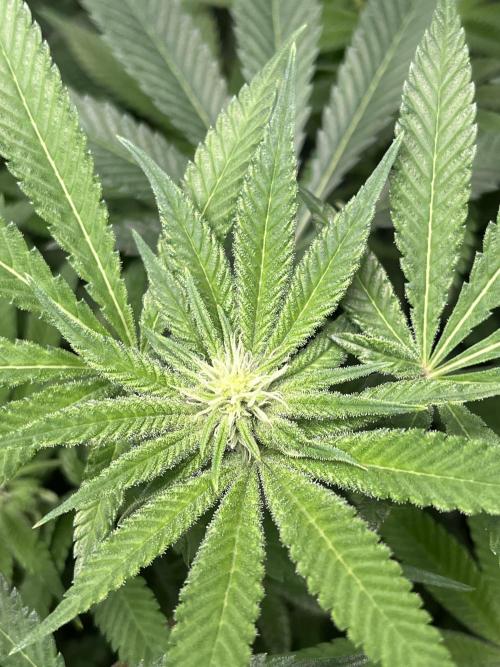 ethos/exotic/growers choice seeds. Week 11 - Grape 