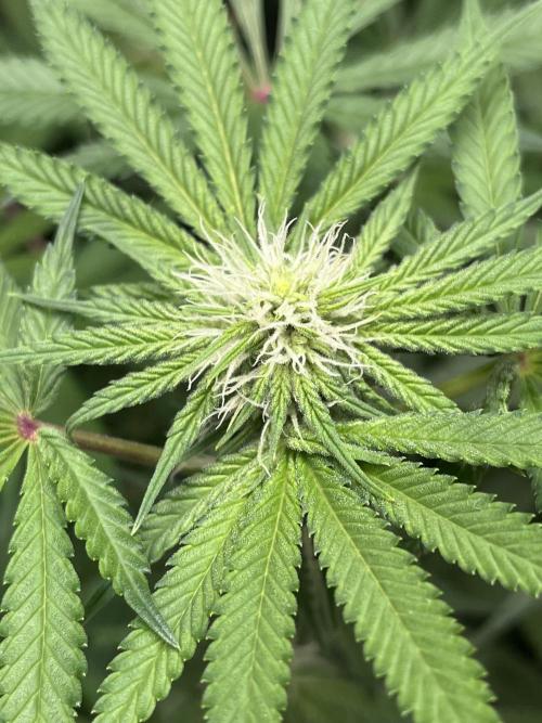 ethos/exotic/growers choice seeds. Week 11 - Oreoz