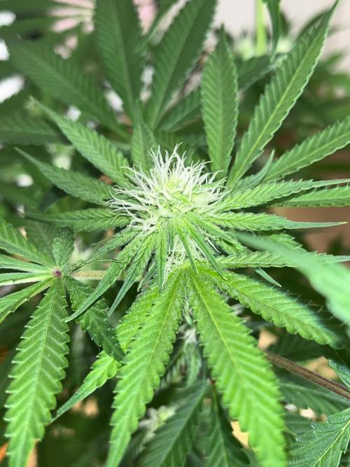 ethos/exotic/growers choice seeds. Week 11 - Oreoz