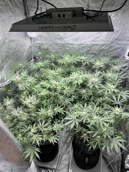ethos/exotic/growers choice seeds. Week 12