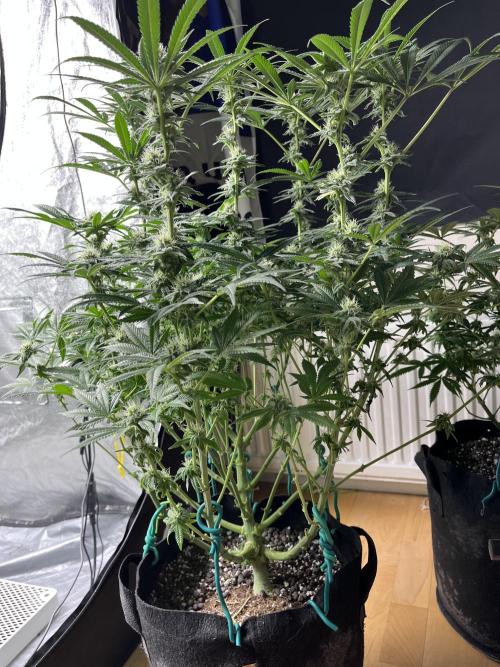 ethos/exotic/growers choice seeds. Week 12 - Bigger grape