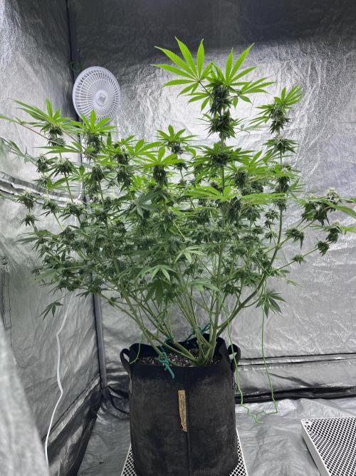 ethos/exotic/growers choice seeds. Week 12 - Oreoz