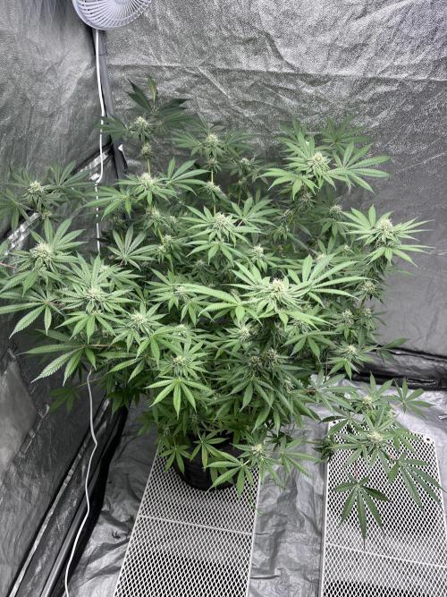 ethos/exotic/growers choice seeds. Week 12