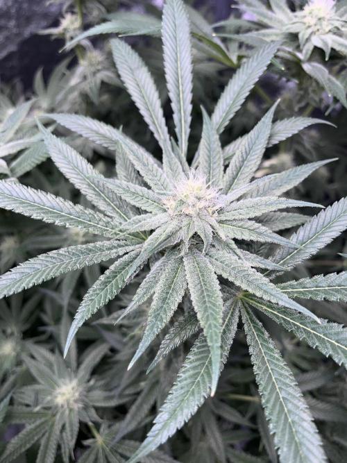 ethos/exotic/growers choice seeds. Week 12
