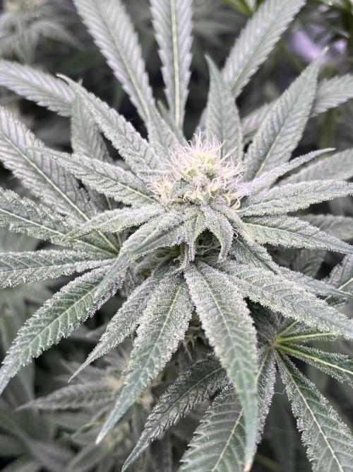 ethos/exotic/growers choice seeds. Week 12
