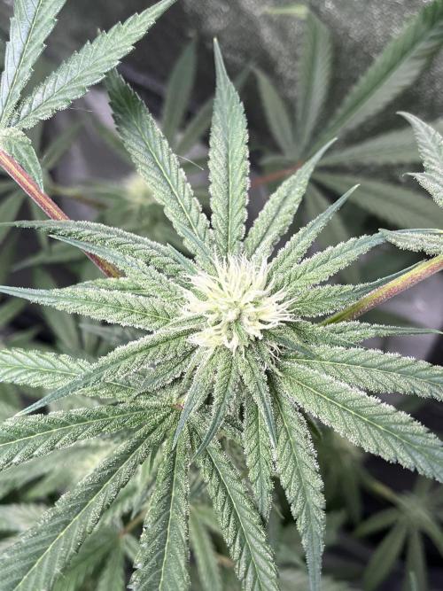 ethos/exotic/growers choice seeds. Week 12