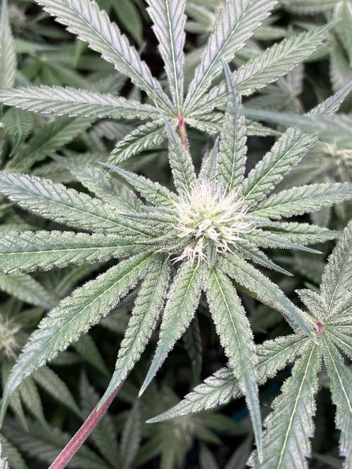 ethos/exotic/growers choice seeds. Week 12
