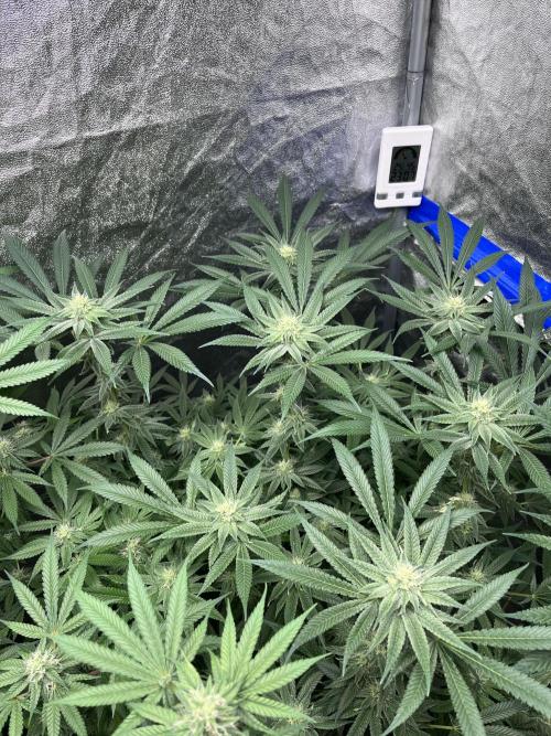 ethos/exotic/growers choice seeds. Week 12