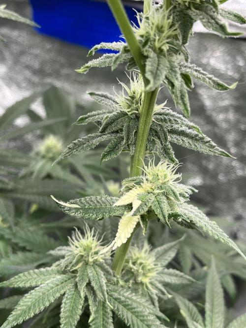 ethos/exotic/growers choice seeds. Week 12