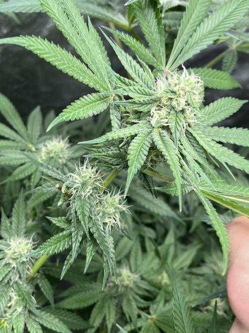 ethos/exotic/growers choice seeds. Week 12