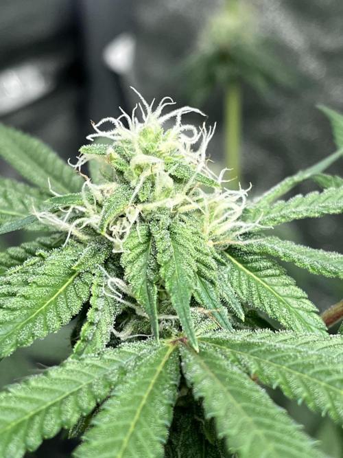 ethos/exotic/growers choice seeds. Week 12