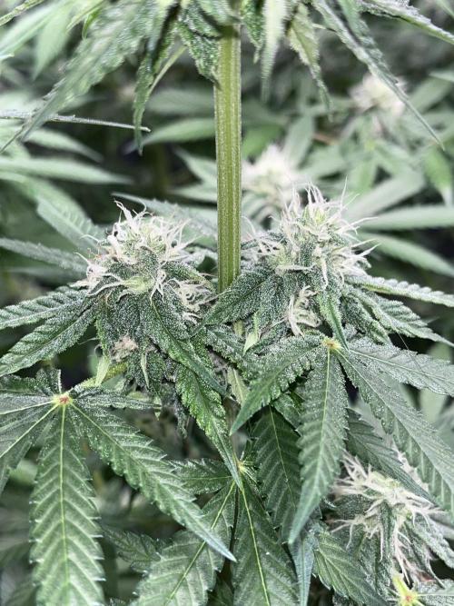 ethos/exotic/growers choice seeds. Week 12