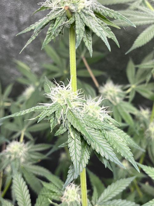 ethos/exotic/growers choice seeds. Week 12