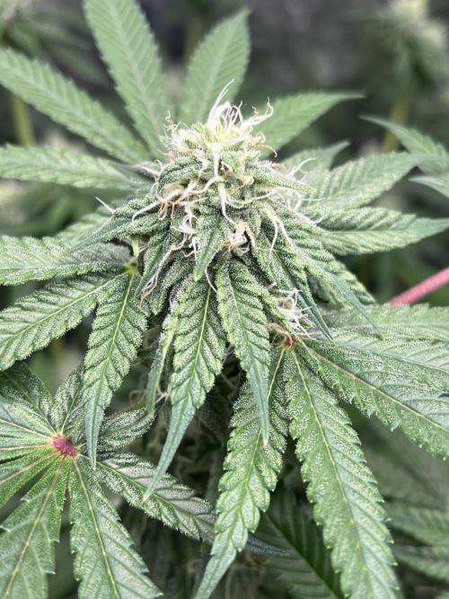 ethos/exotic/growers choice seeds. Week 12