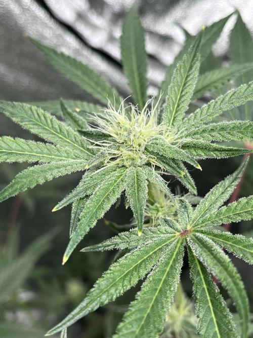 ethos/exotic/growers choice seeds. Week 12