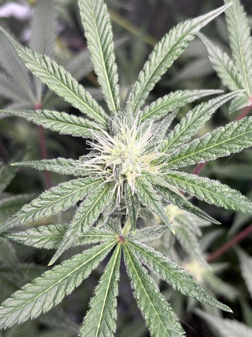 ethos/exotic/growers choice seeds. Week 12