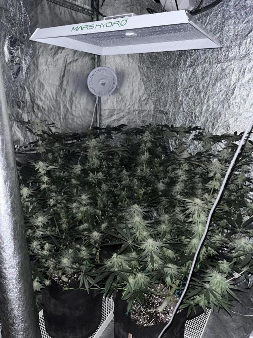 ethos/exotic/growers choice seeds. Week 13 - Night