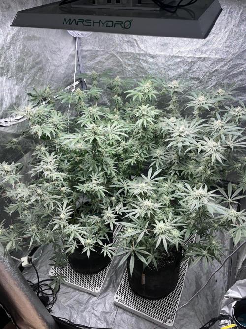ethos/exotic/growers choice seeds. Week 13 - Morning