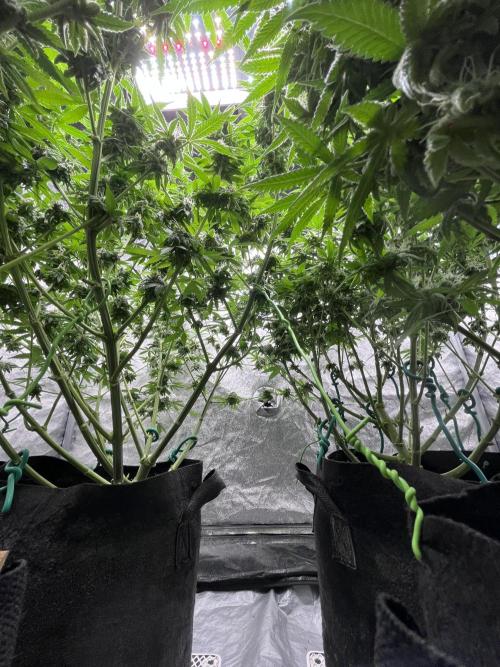 ethos/exotic/growers choice seeds. Week 13