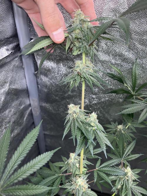 ethos/exotic/growers choice seeds. Week 13 - Oreoz