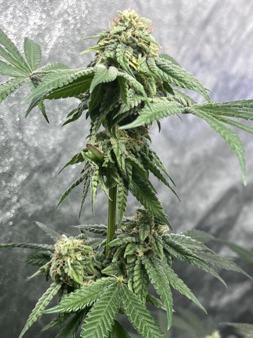 ethos/exotic/growers choice seeds. Week 13 - Oreoz