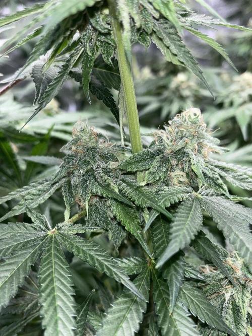 ethos/exotic/growers choice seeds. Week 13 - Oreoz