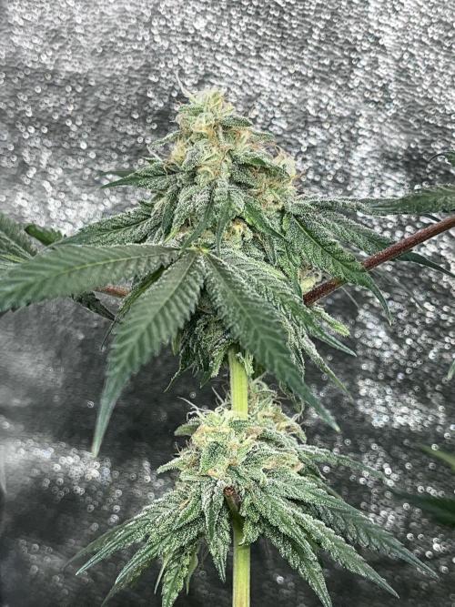 ethos/exotic/growers choice seeds. Week 13 - Oreoz
