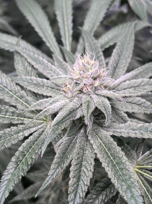 ethos/exotic/growers choice seeds. Week 13 - Grape