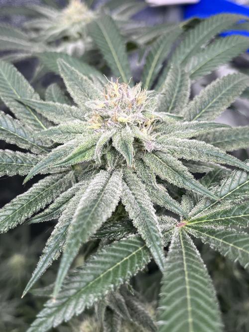 ethos/exotic/growers choice seeds. Week 13 - Grape