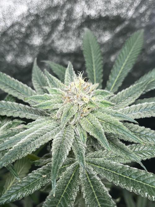 ethos/exotic/growers choice seeds. Week 13 - Grape