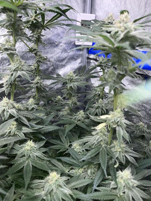 ethos/exotic/growers choice seeds. Week 13 - Grape