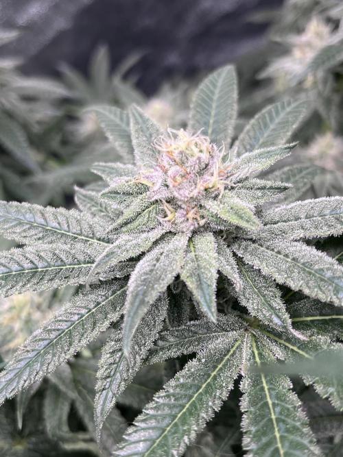 ethos/exotic/growers choice seeds. Week 13 - Grape